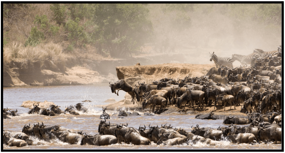 a herd of wild animals crossing a river