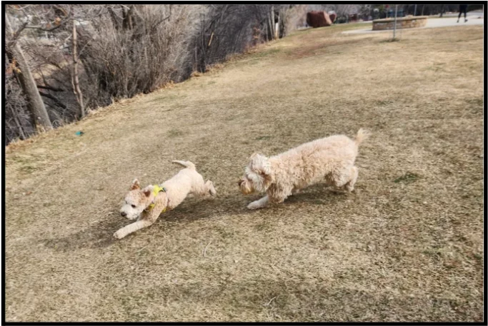 Ollie gives his full attention to Birdie at the river park.